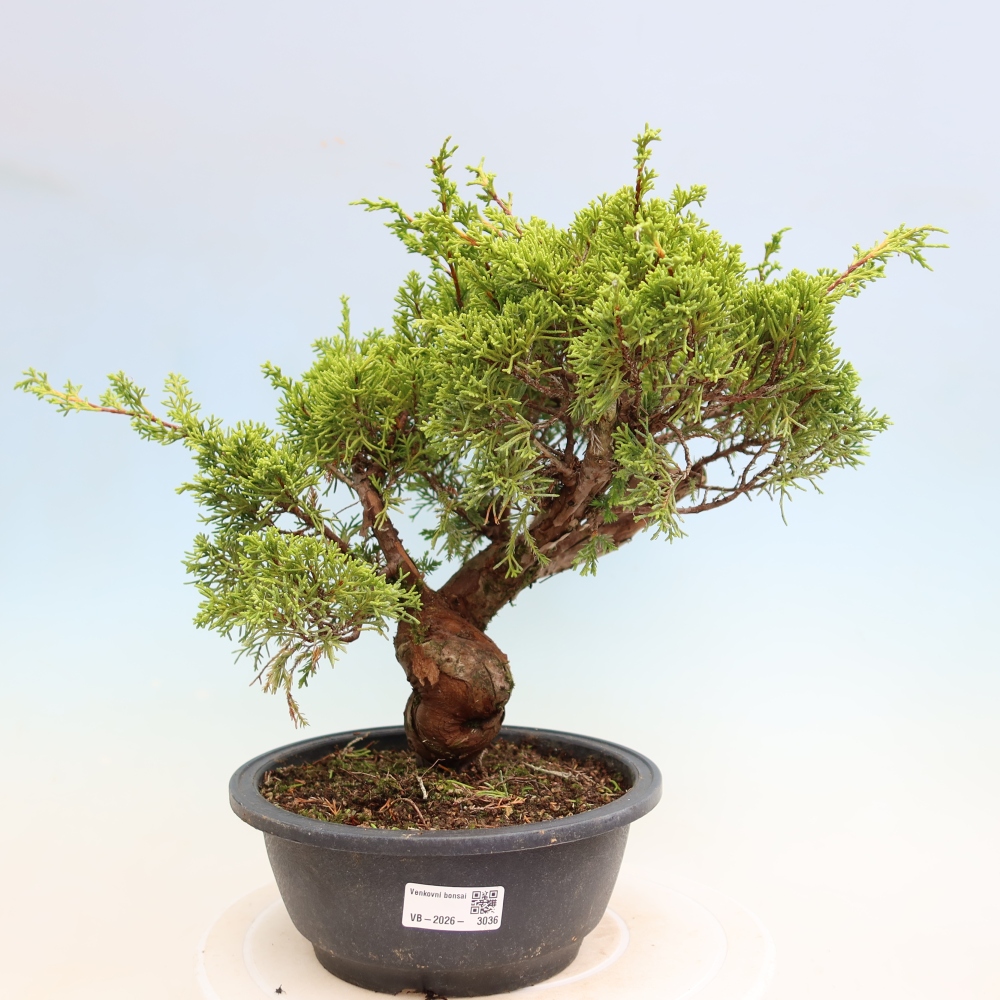 Kültéri bonsai - Juniperus chinensis Itoigawa-Juniperus chinensis