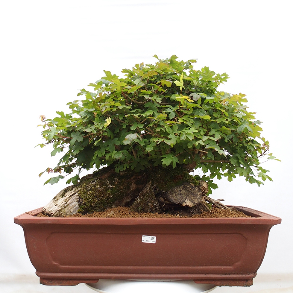 Kültéri bonsai - Francia juhar - Acer Nonspessulanum