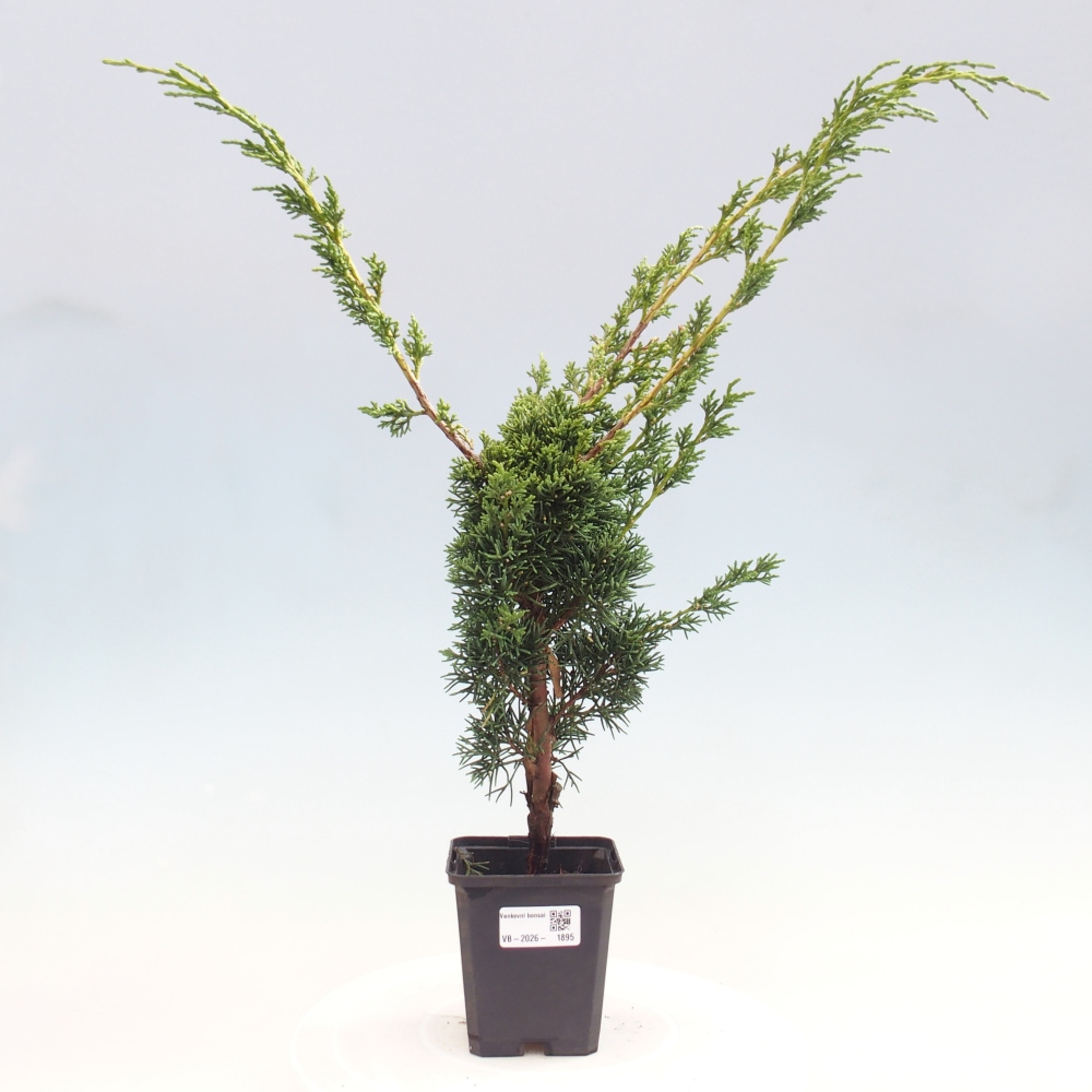 Kültéri bonsai - Juniperus chinensis Kishu