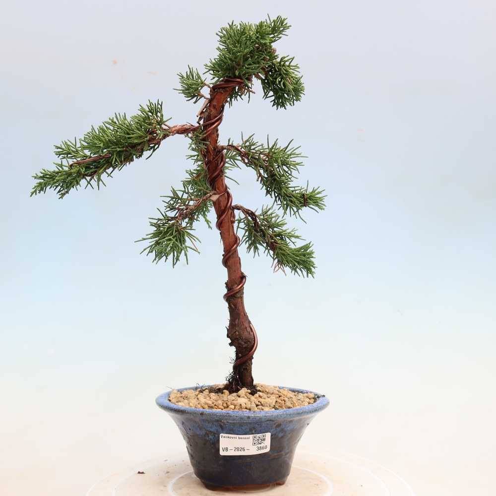 Kültéri bonsai - Juniperus chinensis Kishu