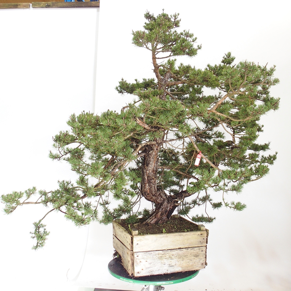 Yamadori - Pinus sylvestris Spanyolország