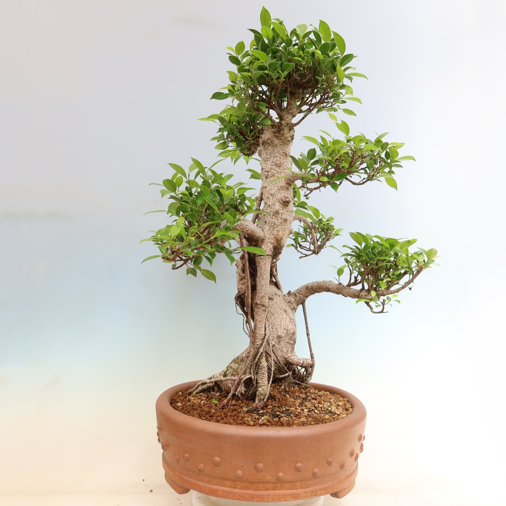 Szobai bonsai - Ficus kimmen - kislevelű fikusz