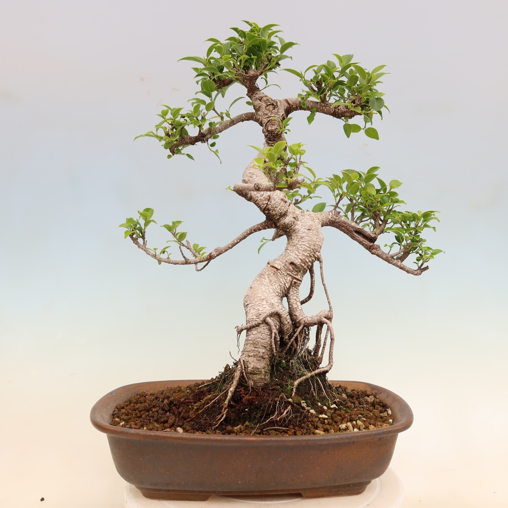 Szobai bonsai - Ficus kimmen - kislevelű fikusz