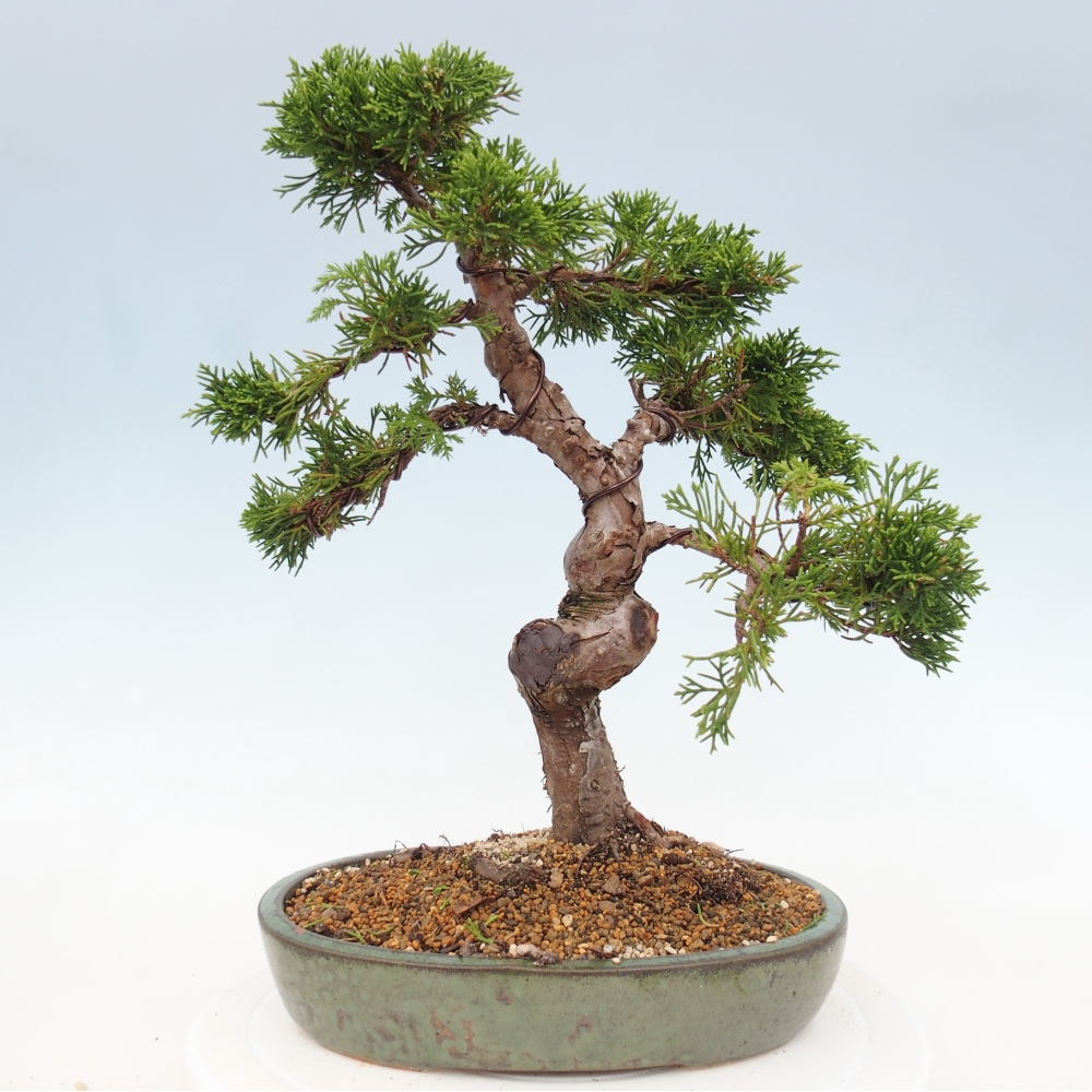 Kültéri bonsai - Juniperus chinensis Itoigawa