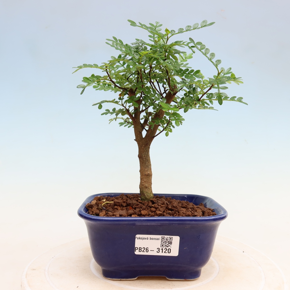 Szobai bonsai - Zantoxylum piperitum - borsfa