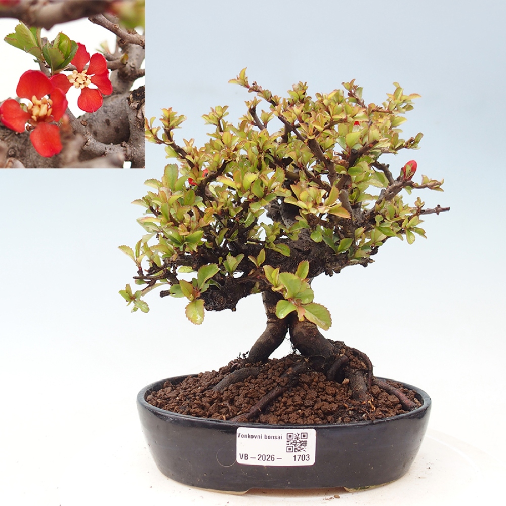 Kültéri bonsai - Chaneomeles speciosa - birs