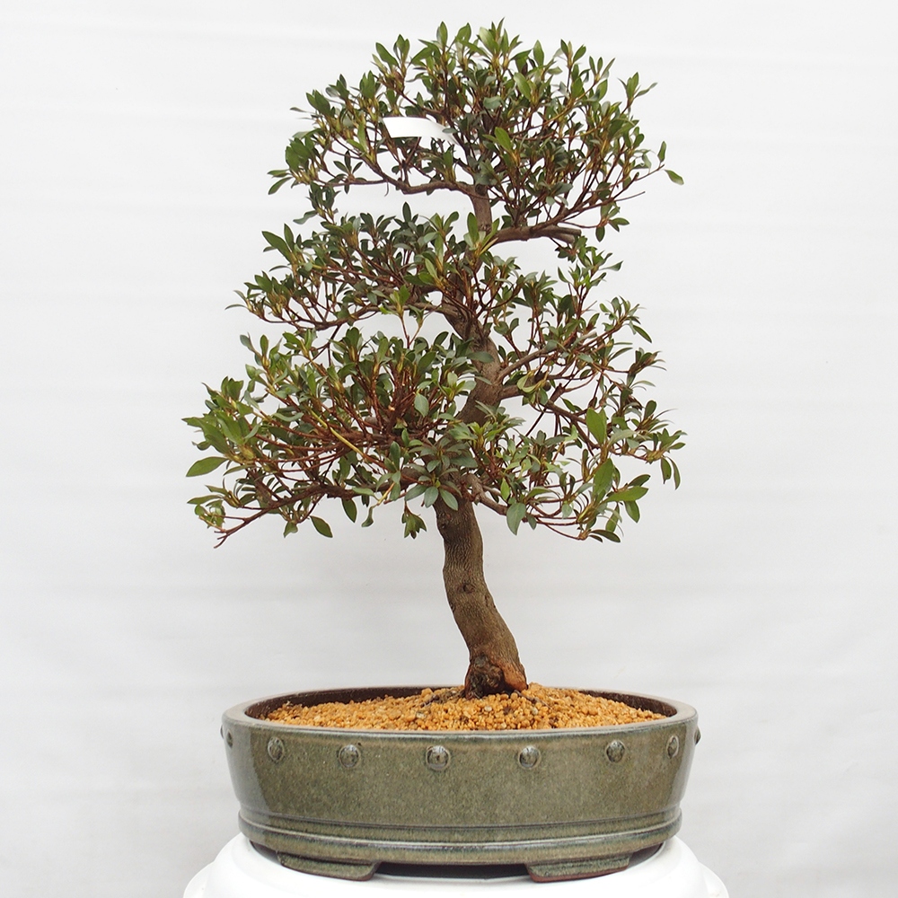 Kültéri bonsai - japán azálea - Azálea CHIHIRO