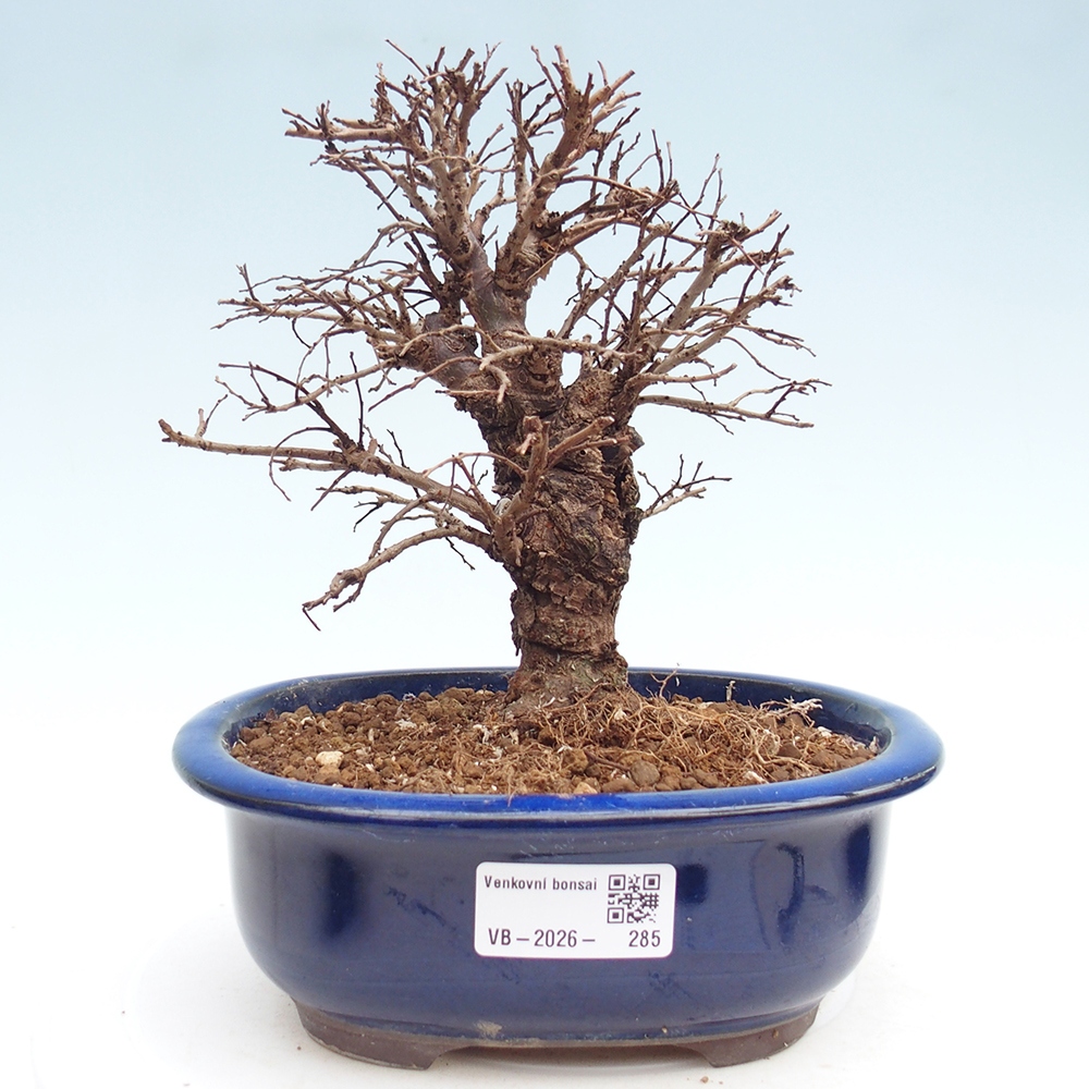 Kültéri bonsai - Zelkova - Zelkova NIRE