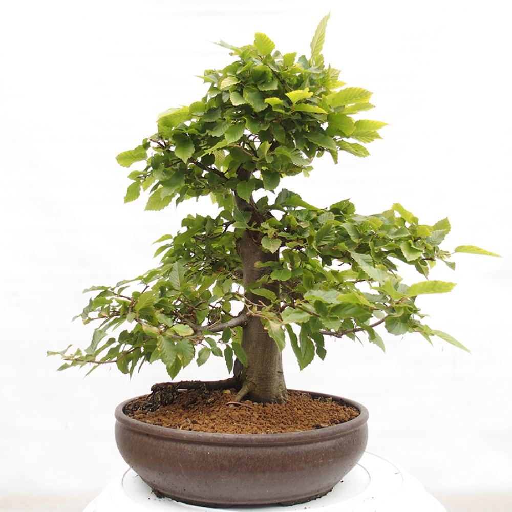 Kültéri bonsai - gyertyán - Carpinus betulus