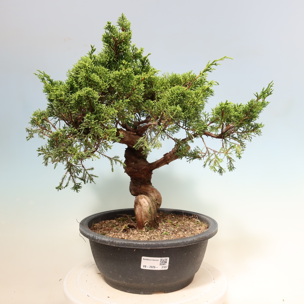 Kültéri bonsai - Juniperus chinensis Itoigawa-Juniperus chinensis