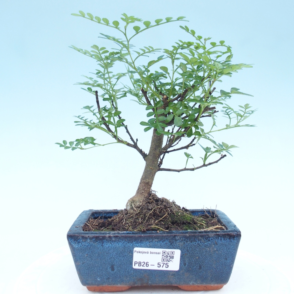 Szobai bonsai - Zantoxylum piperitum - borsfa