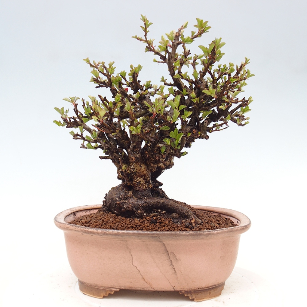 Kültéri bonsai - Chaneomeles speciosa - birs
