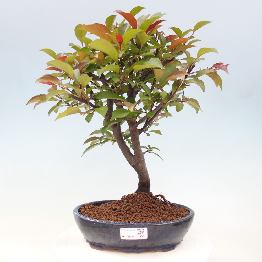 Kültéri bonsai -Malus domestica - Kis gyümölcsű piros levelű almafa
