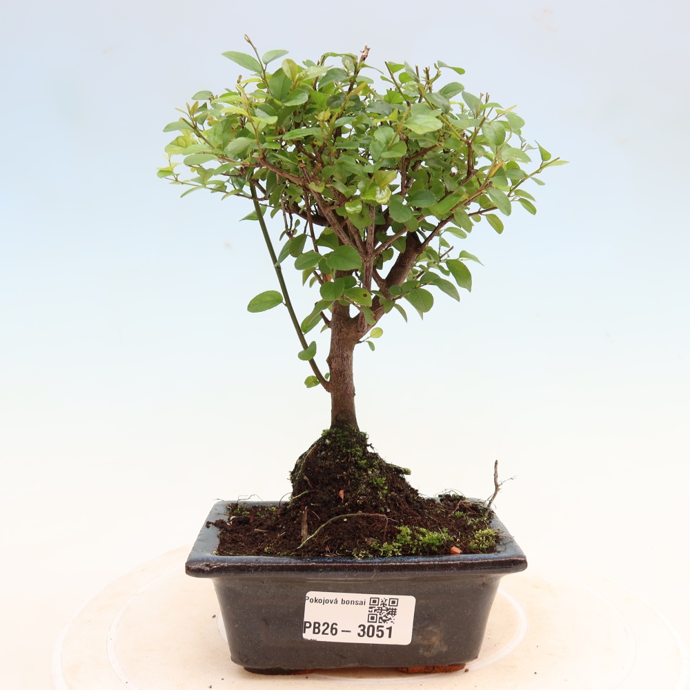 Szobai bonsai - Sageretia thea - Sageretia thea