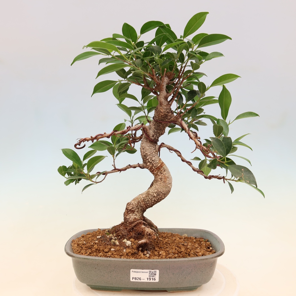 Szobai bonsai - Ficus kimmen - kislevelű fikusz