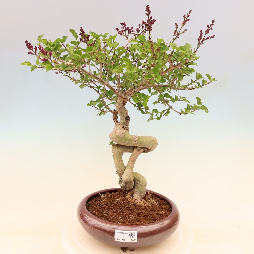 Kültéri bonsai - Syringa microphylla - kisvirágú lila