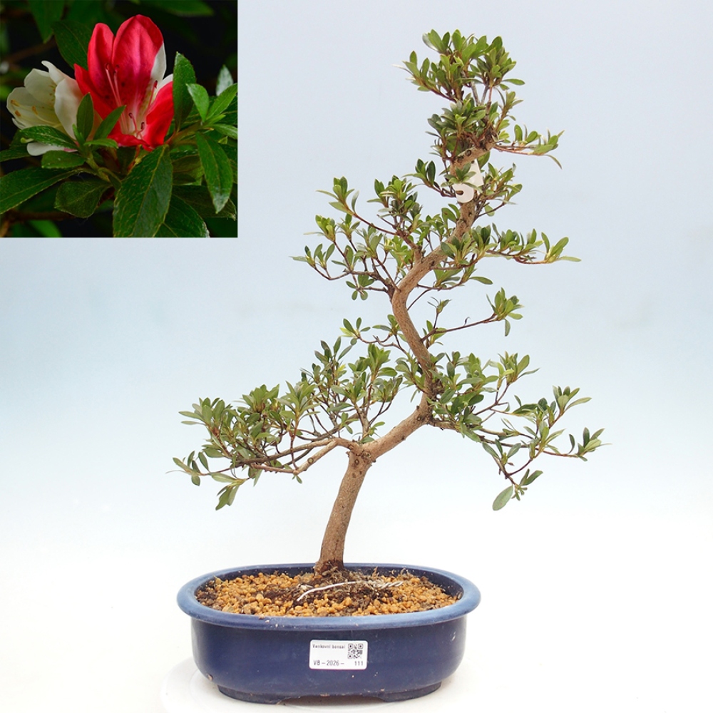Kültéri bonsai - Japán azálea - Azalea Senhime