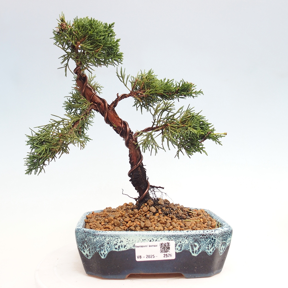 Kültéri bonsai - Juniperus chinensis Kishu