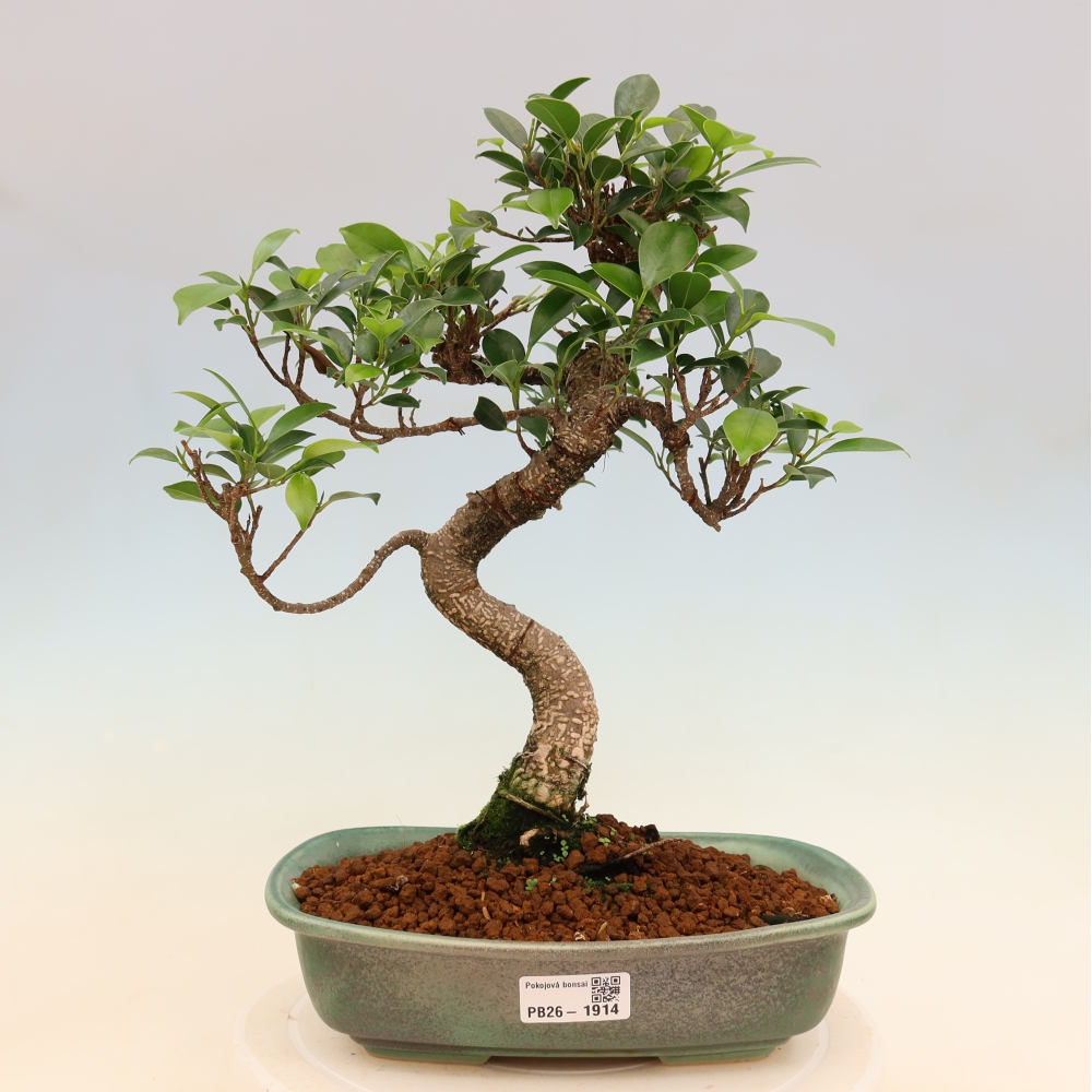 Szobai bonsai - Ficus kimmen - kislevelű fikusz