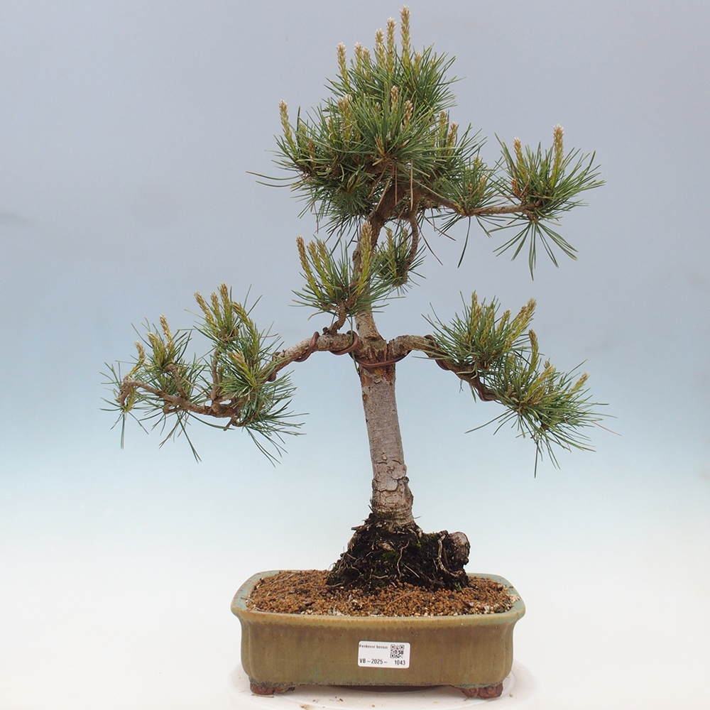 Kültéri bonsai - Pinus Sylvestris Watererri - erdeifenyő