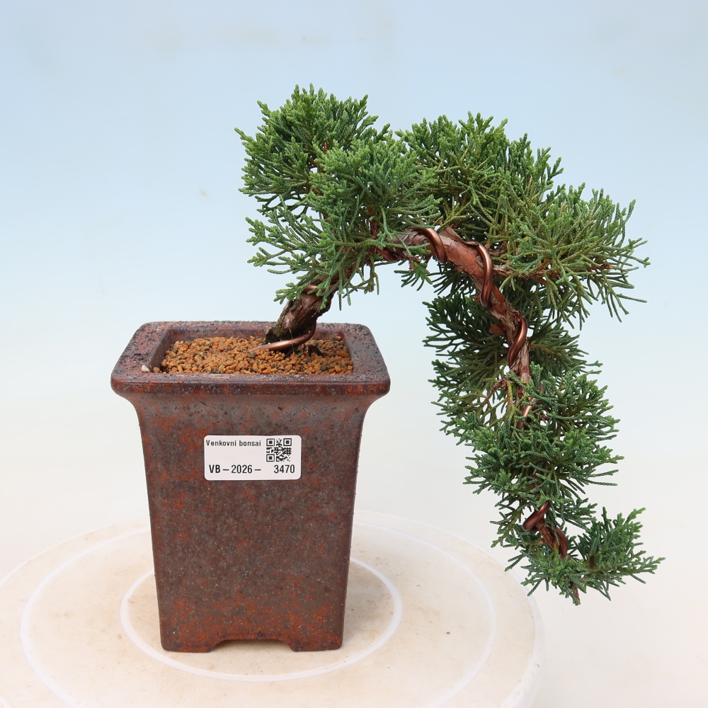 Kültéri bonsai - Juniperus chinensis Kishu