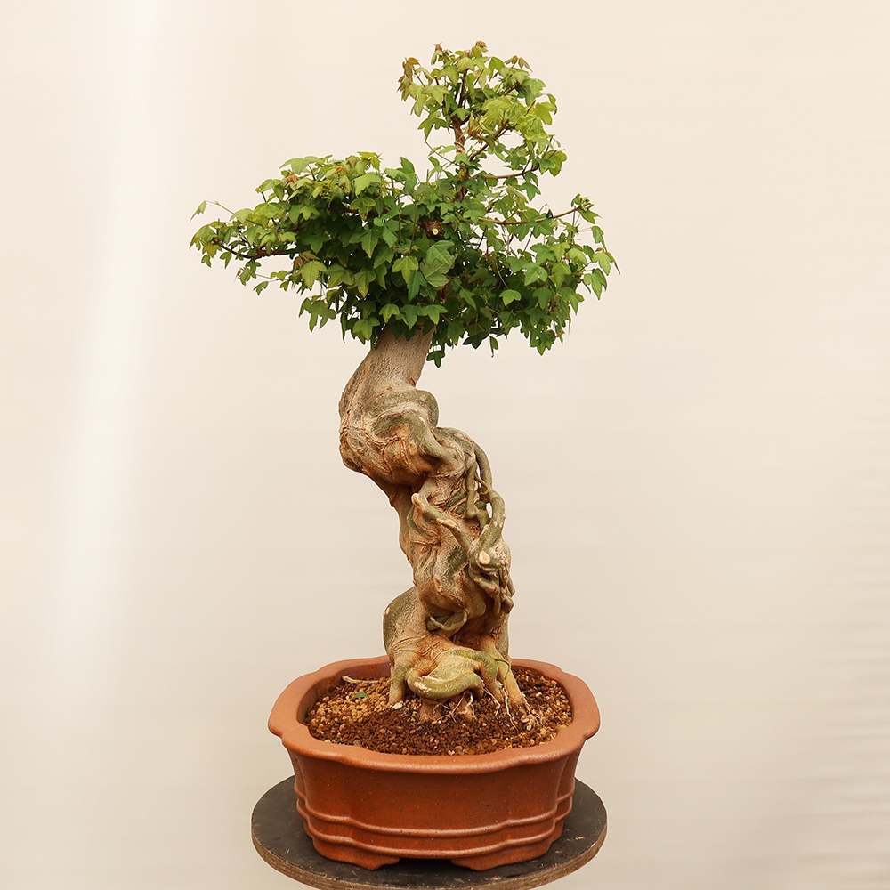 Kültéri bonsai - Juhar Burger - Acer Burgerianum