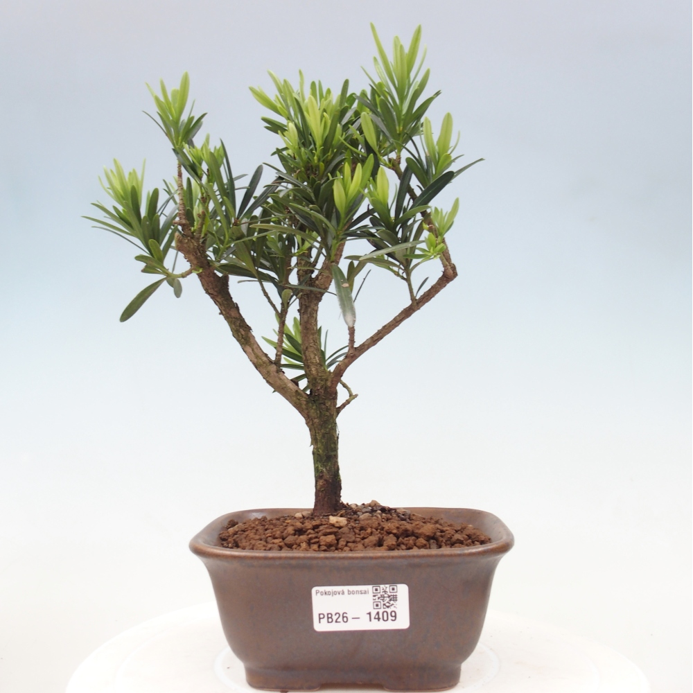 Szobai bonsai - Podocarpus - Kőtiszafa
