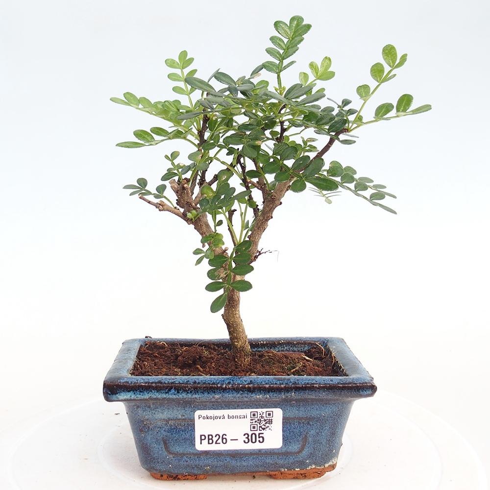 Szobai bonsai - Zantoxylum piperitum - borsfa