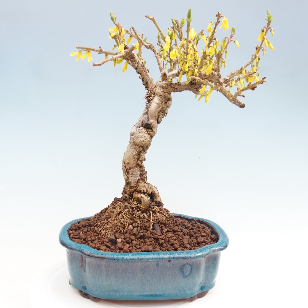 Kültéri bonsai - Zlatice - Forsythia koreana