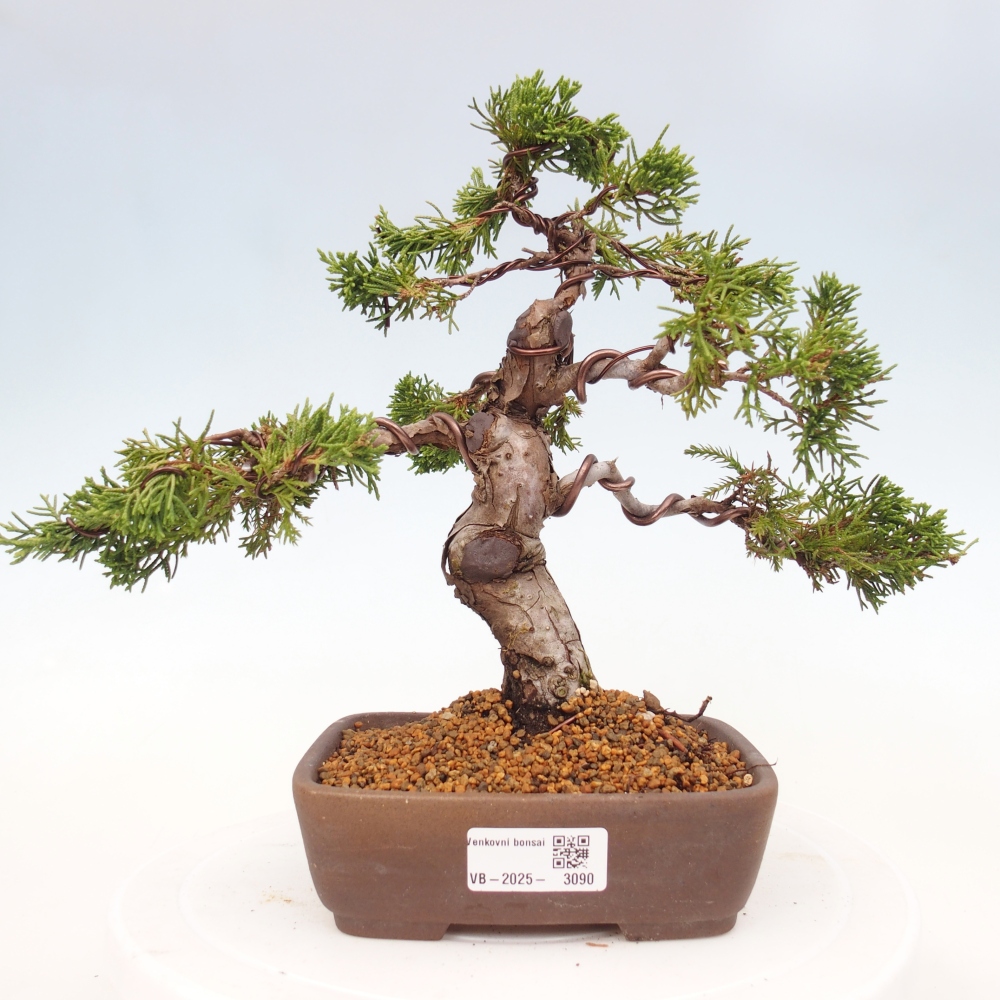 Kültéri bonsai - Juniperus chinensis Itoigawa