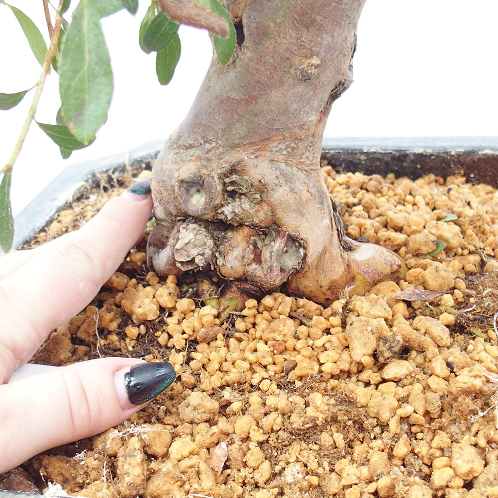 Kültéri bonsai - Japán azálea - Azalea satsuki