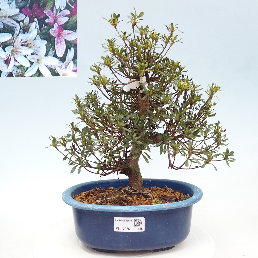 Kültéri bonsai - Japán azálea - Azalea Ryusen