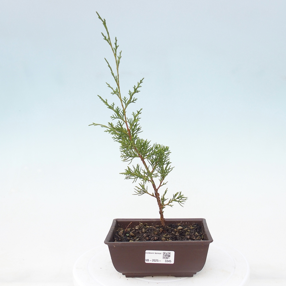 Kültéri bonsai - Juniperus chinensis Itoigawa