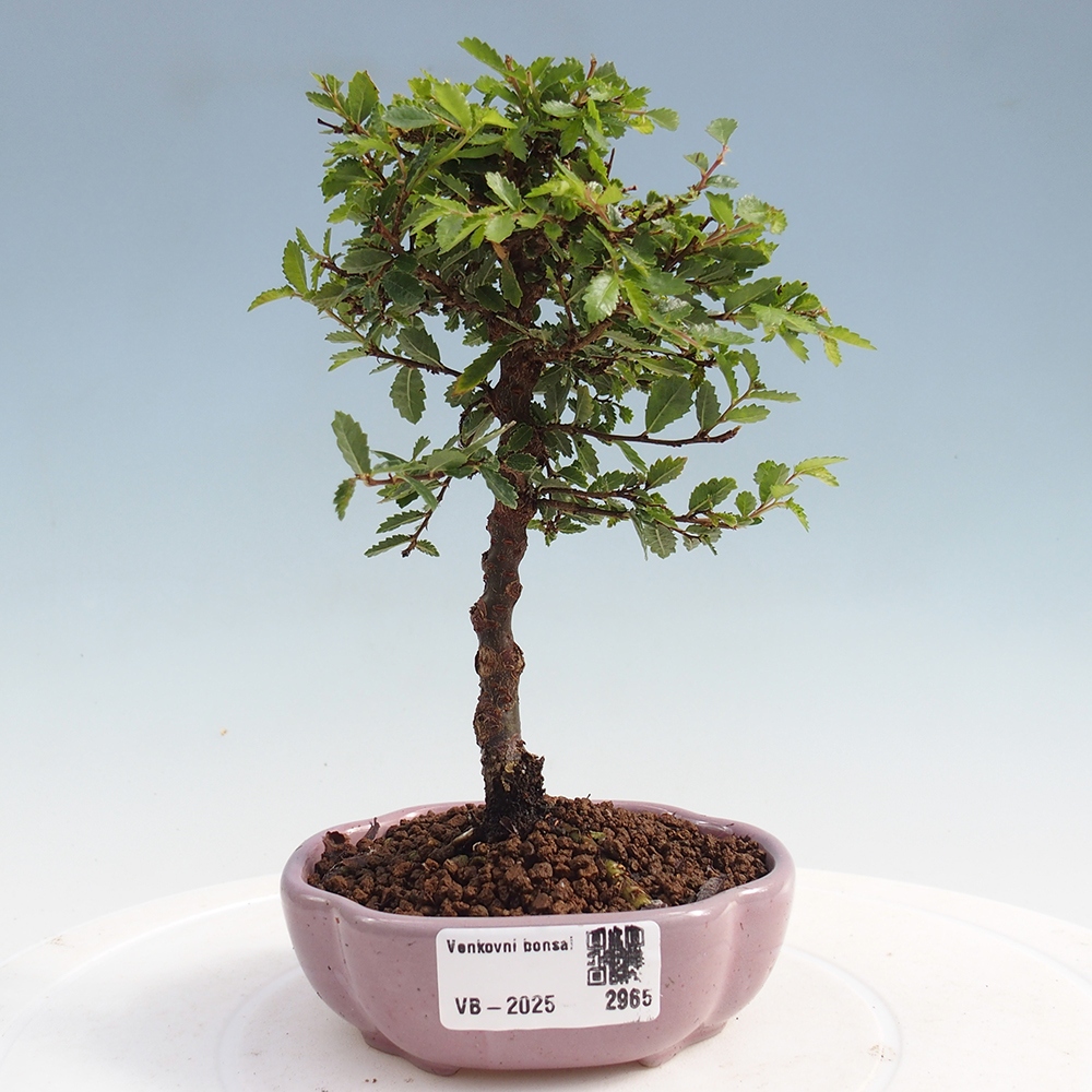 Kültéri bonsai - Ulmus parvifolia Sagei - Kislevelű szilfa
