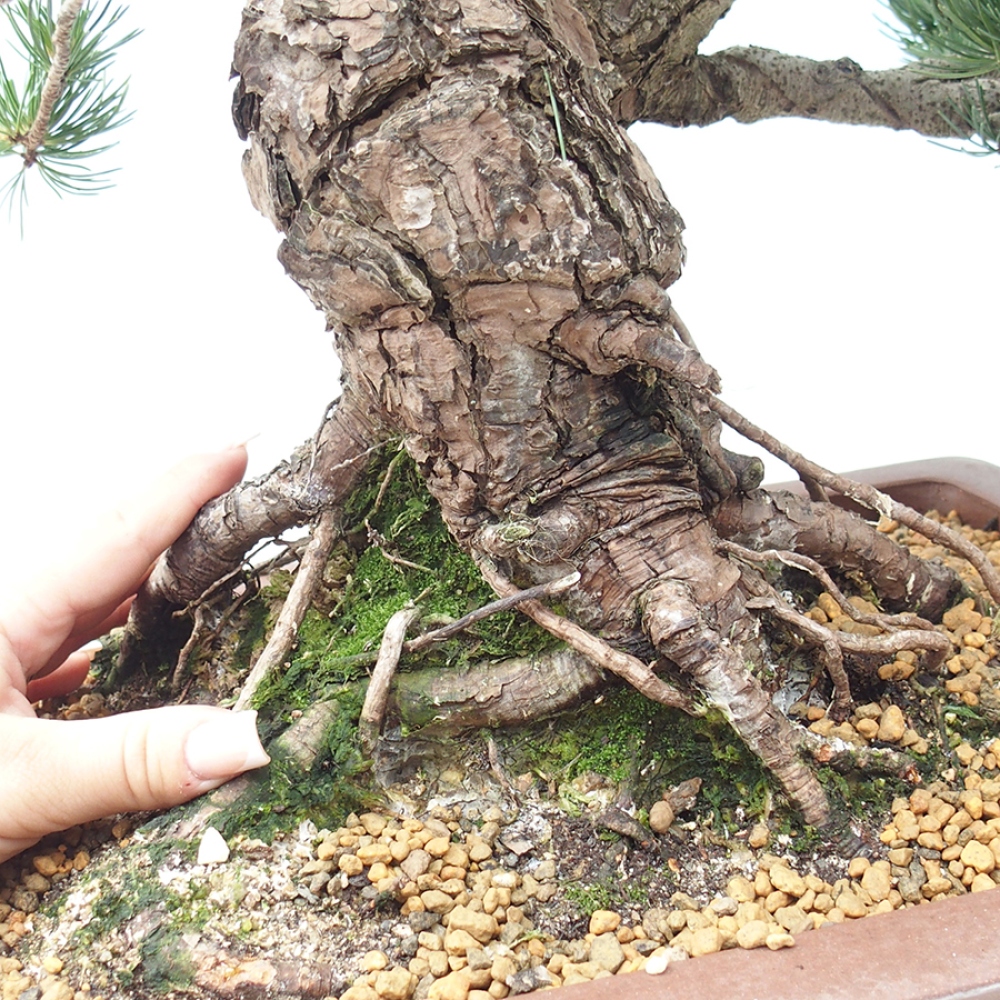Kültéri bonsai - Pinus parviflora - Pinus parviflora