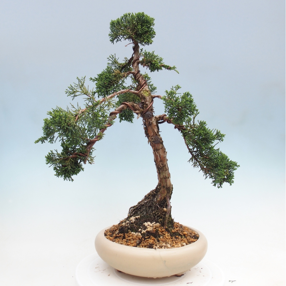Kültéri bonsai - Juniperus chinensis Kishu