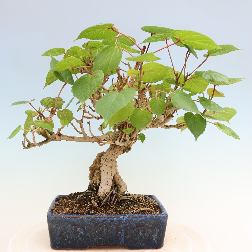 Beltéri bonsai - Hibiscus tiliaceus - tengeri hibiszkusz
