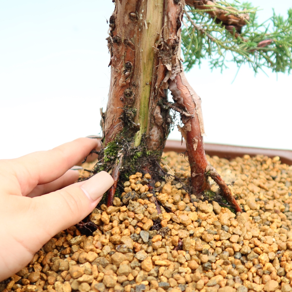 Kültéri bonsai - Juniperus chinensis Kishu