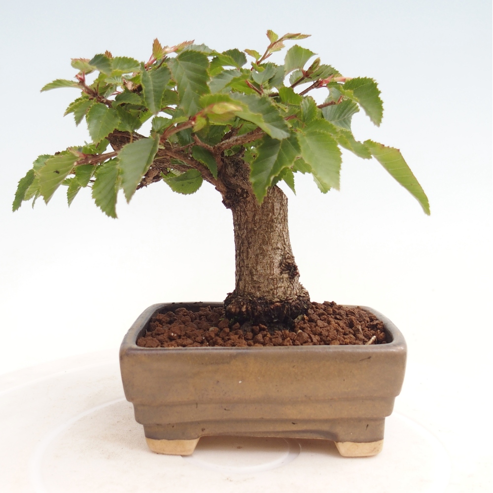 Kültéri bonsai -Carpinus CARPINOIDES - Koreai gyertyánfa