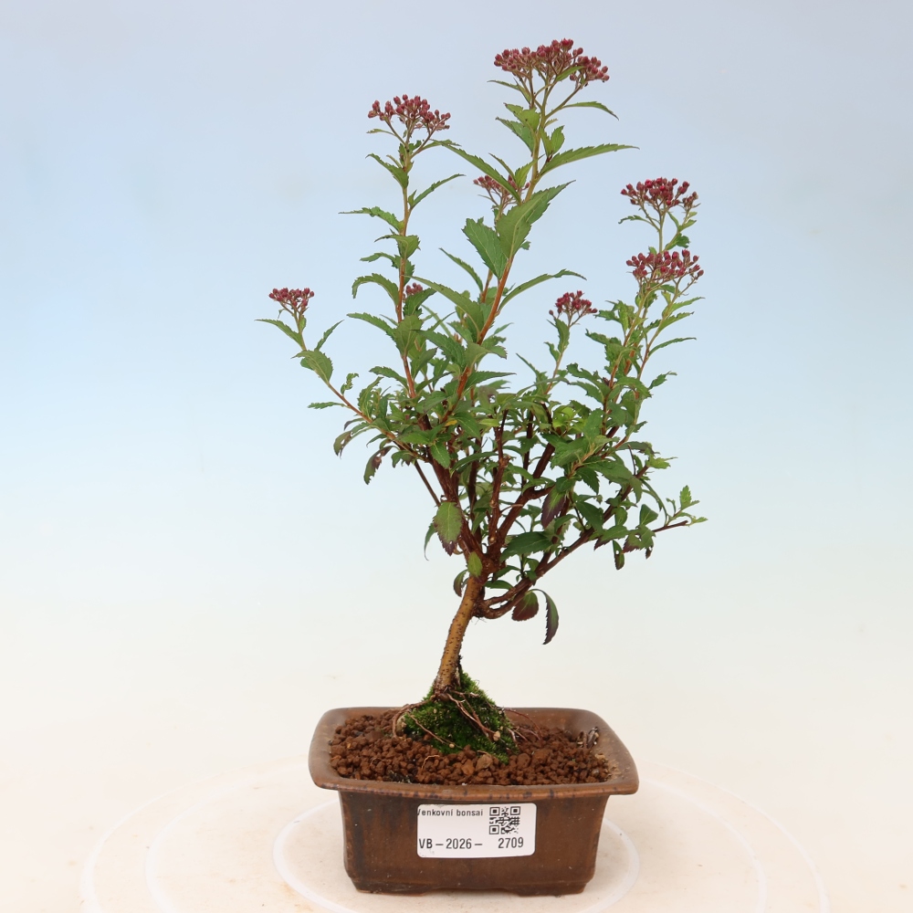 Kültéri bonsai – japán spirea – Spirea japonica Anthony Waterer