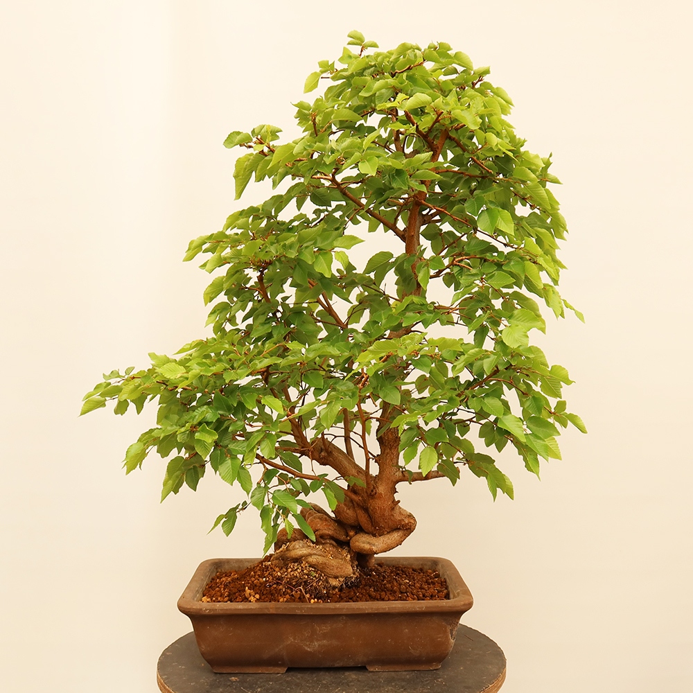 Kültéri bonsai -Carpinus Coreana - Koreai gyertyánfa