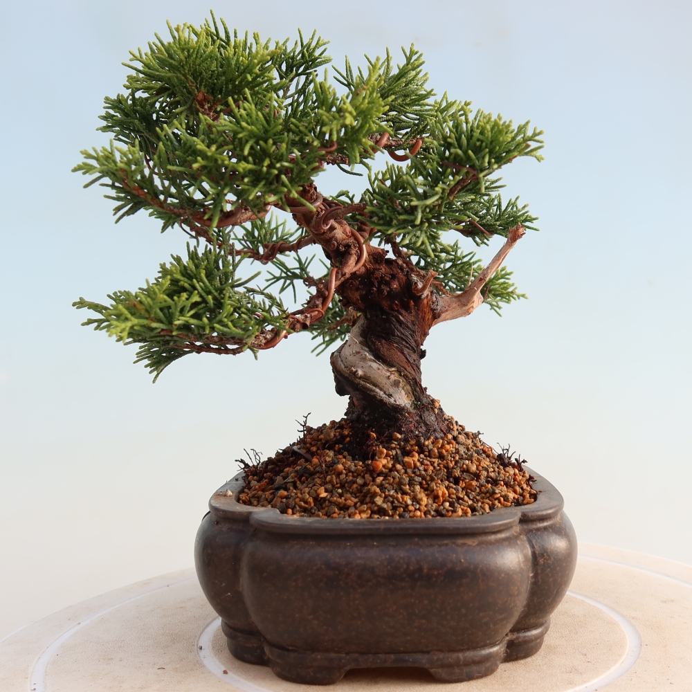Kültéri bonsai - Juniperus chinensis Itoigawa