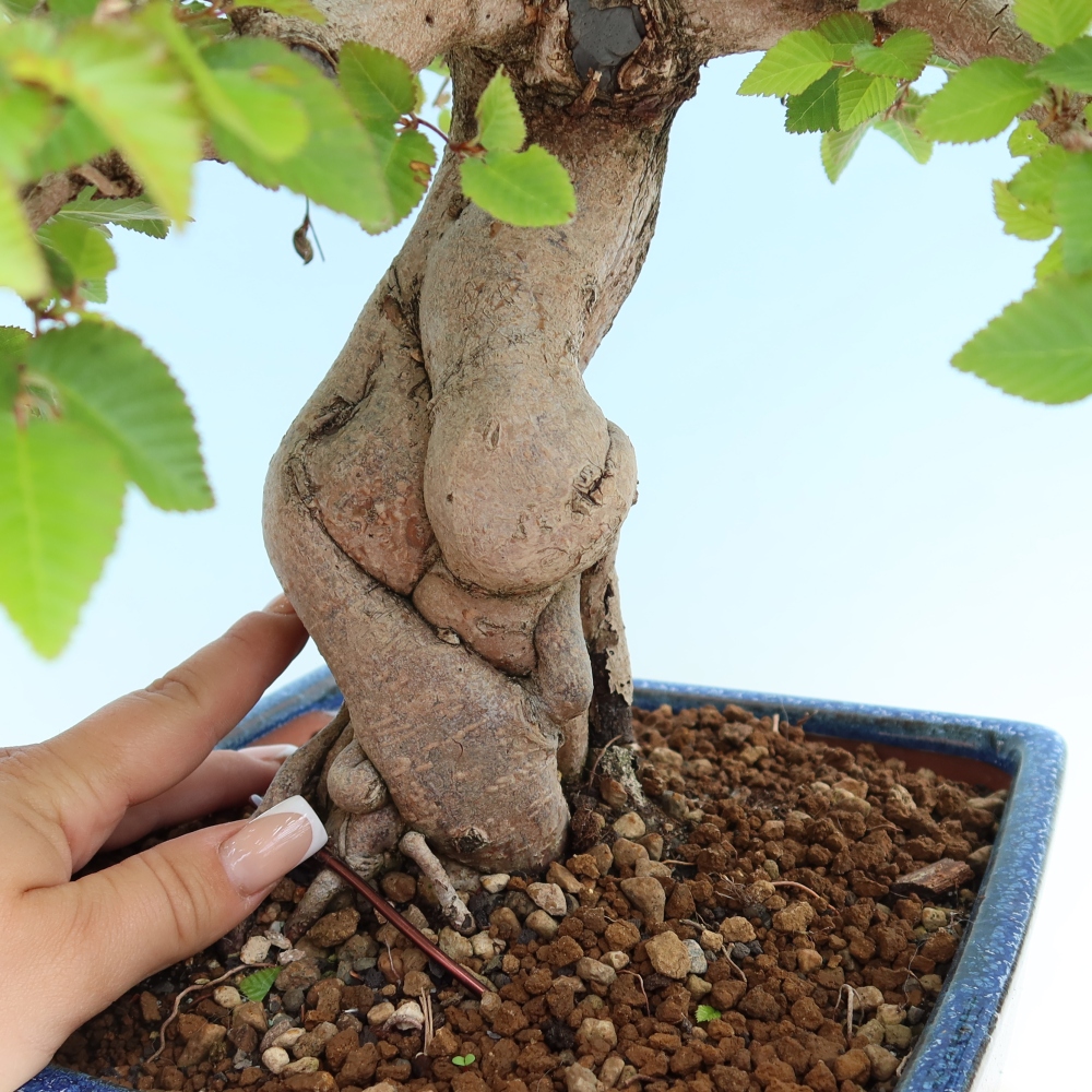 Kültéri bonsai -Carpinus Coreana - Koreai gyertyánfa
