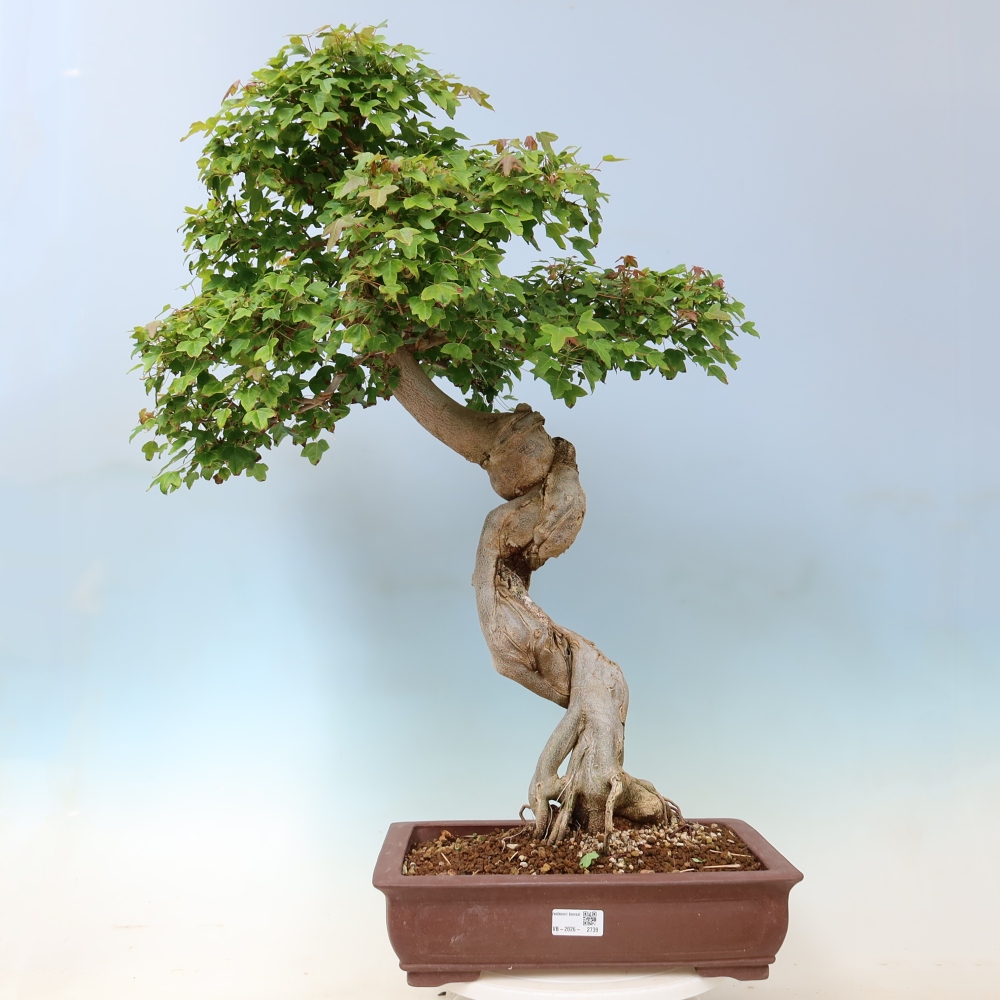 Kültéri bonsai - Acer Buergerianum - Burger juhar