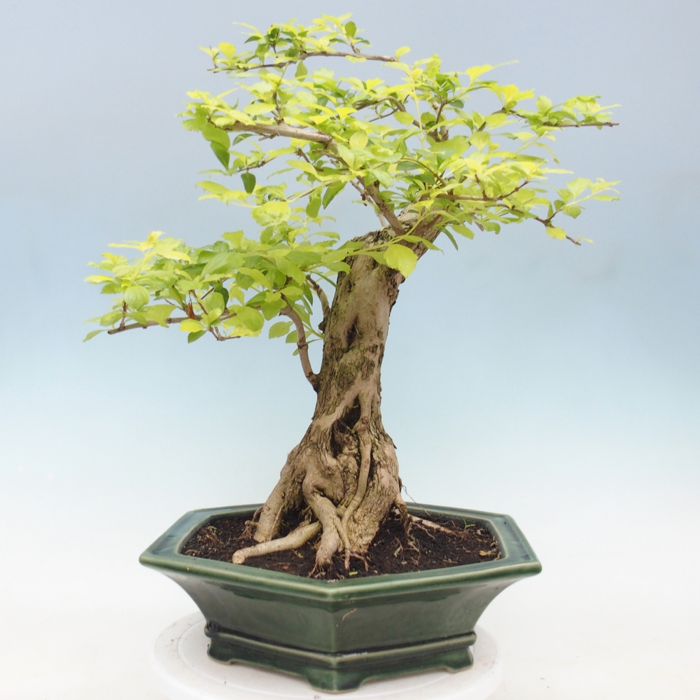 Szobai bonsai - Duranta erecta Aurea