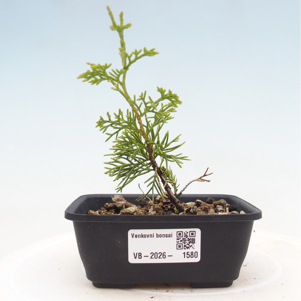 Kültéri bonsai - Juniperus chinensis Itoigawa