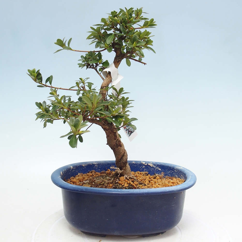 Kültéri bonsai - Japán azálea - Azálea Asahi-no-izumi