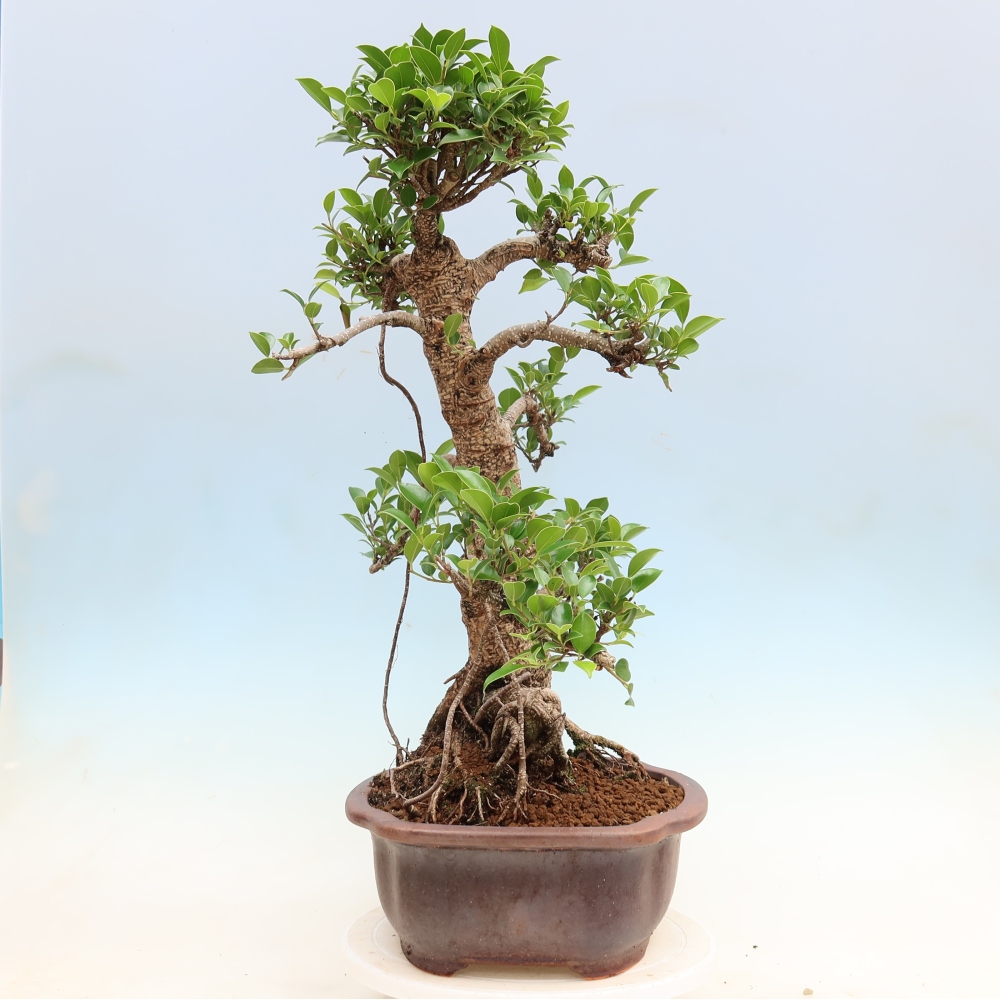 Szobai bonsai - Ficus kimmen - kislevelű fikusz