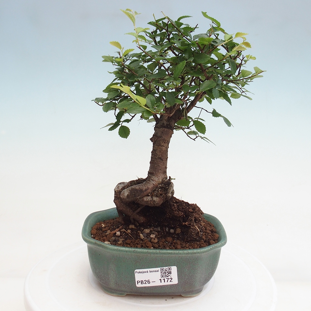 Szobai bonsai - Ulmus parvifolia - Kislevelű szilfa