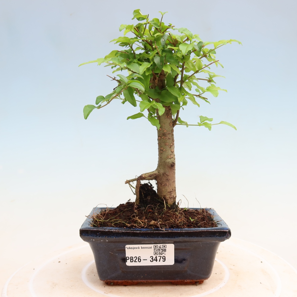 Szobai bonsai -Ligustrum chinensis - Madárcsőr